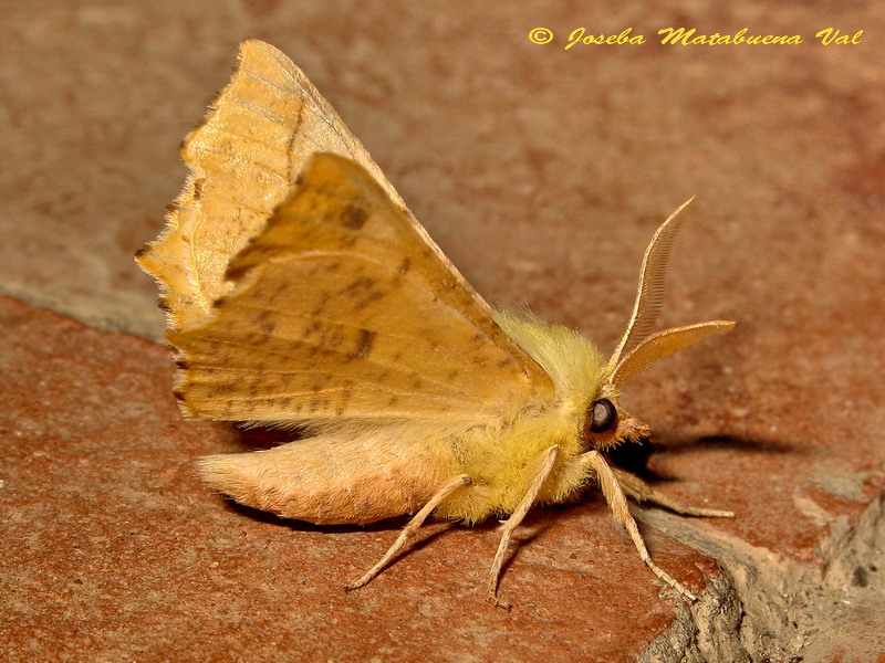 Ennomos alniaria (Geometridae)